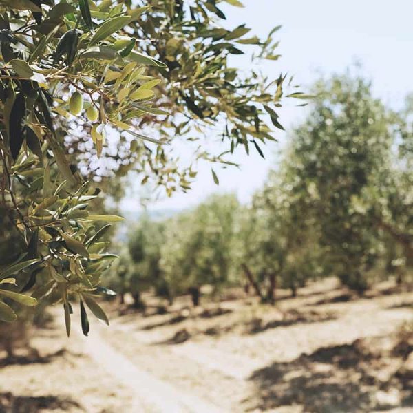 olivlund i italien där oliver odlas